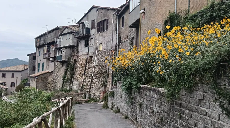 Lattaceca